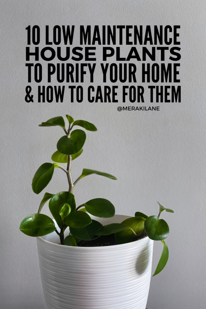 10 Low Maintenance Houseplants to Purify Your Home | Houseplants are a fantastic way to breathe new life into your home without the hassle of constant care. From Snake Plants that filter out toxins to Aloe Vera that doubles as a skincare remedy, these plants not only purify the air but also bring beauty and tranquility to any space. And many of them are pet-friendly! These green beauties add a pop of life to any room and many require minimal watering or sun exposure. Click to learn more!